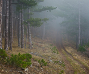 Forest. Crimea