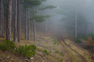 Forest, Crimea, Ukraine