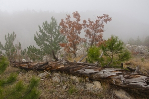 Forest, Crimea, Ukraine