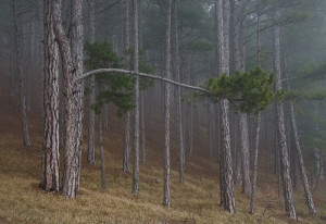 Forest, Crimea, Ukraine
