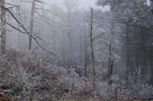 Forest, Crimea, Ukraine