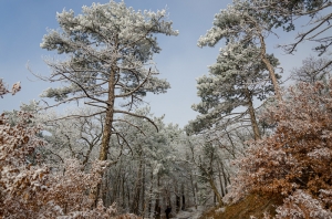 Forest, Crimea, Ukraine