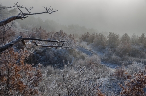 Forest, Crimea, Ukraine