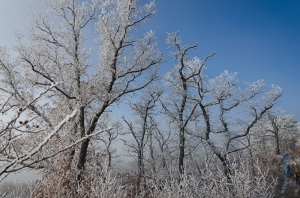 Forest, Crimea, Ukraine