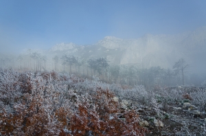 Forest, Crimea, Ukraine