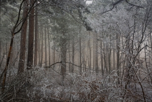 Forest, Crimea, Ukraine
