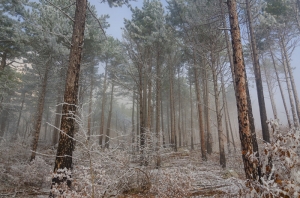 Forest, Crimea, Ukraine