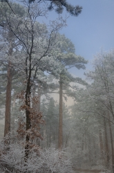 Forest, Crimea, Ukraine