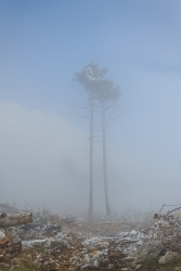 Forest, Crimea, Ukraine