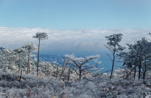 Forest, Crimea, Ukraine