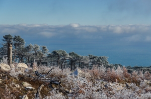 Forest, Crimea, Ukraine