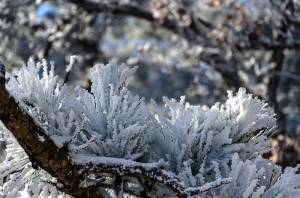 Forest, Crimea, Ukraine