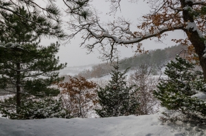 Crimean Winter. Trees in the snow