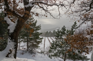 Crimean Winter. Trees in the snow