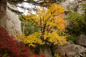 Forest, Crimea, Ukraine