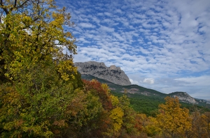 Forest, Crimea, Ukraine