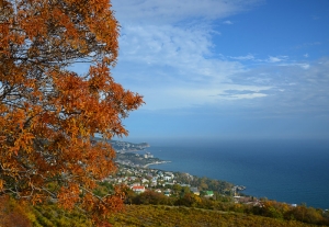 Forest, Crimea, Ukraine