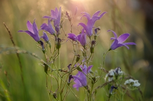 Blossom. Carpathian,  Ukraine