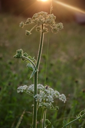 Blossom. Carpathian,  Ukraine
