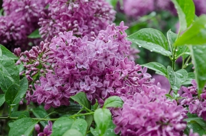 Blossom. Kyiv, Ukraine