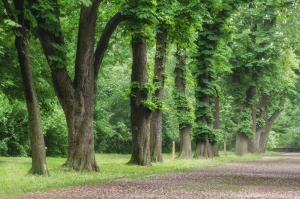 Ukraine Landscape